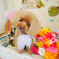 【本店】2020年8月7日のワンちゃん達♪