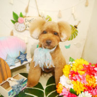 【本店】2020年8月8日のワンちゃん達♪