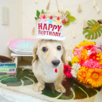 【本店】2020年8月9日のワンちゃん達♪