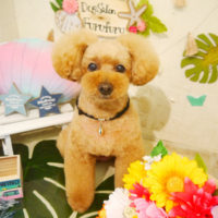 【本店】2020年8月10日のワンちゃん達♪