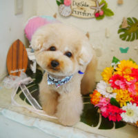 【本店】2020年8月14日のワンちゃん達♪