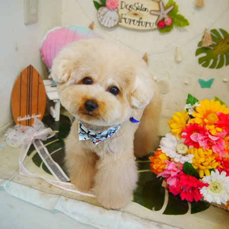 【本店】2020年8月14日のワンちゃん達♪