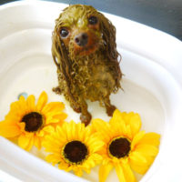 【本店】2020年8月15日のワンちゃん達♪