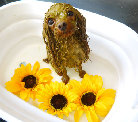 【本店】2020年8月15日のワンちゃん達♪