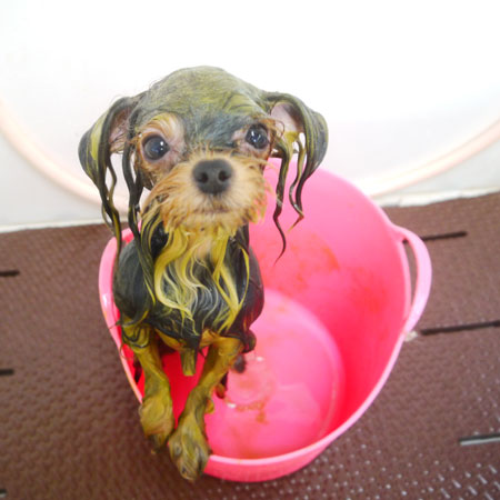 【本店】2020年8月16日のワンちゃん達♪