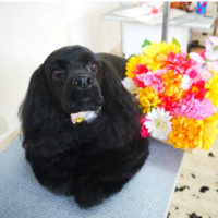 【本店】2020年8月17日のワンちゃん達♪