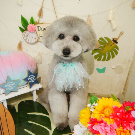 【本店】2020年8月20日のワンちゃん達♪