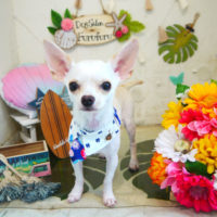 【本店】2020年8月21日のワンちゃん達♪