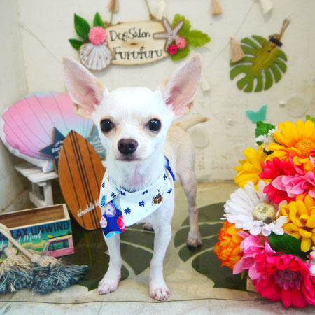 【本店】2020年8月21日のワンちゃん達♪