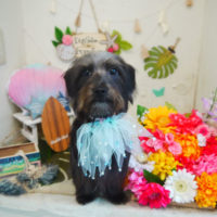 【本店】2020年8月22日のワンちゃん達♪