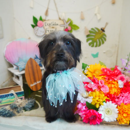 【本店】2020年8月22日のワンちゃん達♪