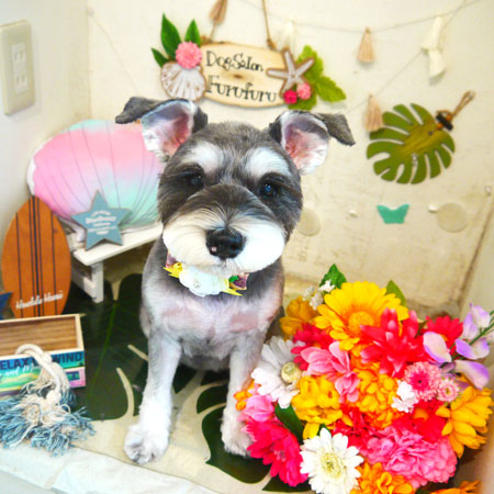 【本店】2020年8月23日のワンちゃん達♪