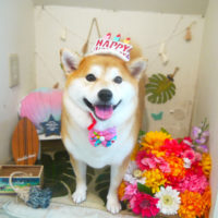 【本店】2020年8月24日のワンちゃん達♪