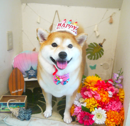 【本店】2020年8月24日のワンちゃん達♪