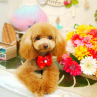 【本店】2020年8月26日のワンちゃん達♪