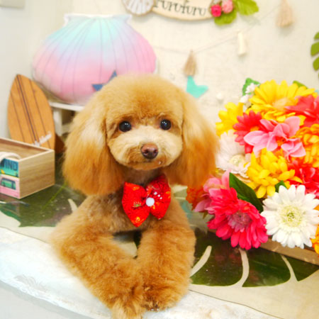 【本店】2020年8月26日のワンちゃん達♪