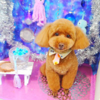 【本店】2020年8月27日のワンちゃん達♪