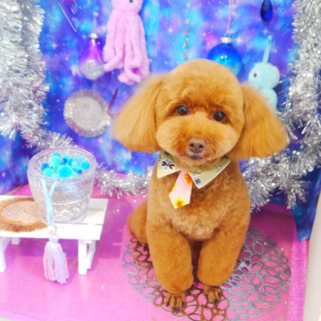 【本店】2020年8月27日のワンちゃん達♪