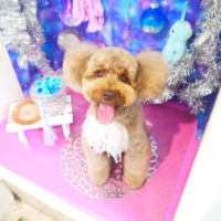 【本店】2020年8月28日のワンちゃん達♪