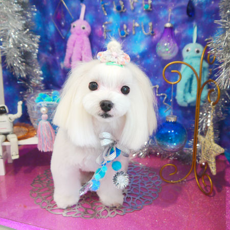 【本店】2020年8月29日のワンちゃん達♪