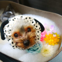 【本店】2020年8月30日のワンちゃん達♪