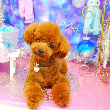 【本店】2020年8月31日のワンちゃん達♪