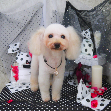 【山手店】2020年8月1日のワンちゃん達♪