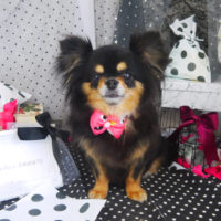 【山手店】2020年8月2日のワンちゃん達♪