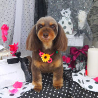 【山手店】2020年8月3日のワンちゃん達♪