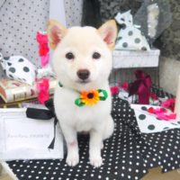 【山手店】2020年8月6日のワンちゃん達♪