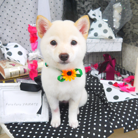 【山手店】2020年8月6日のワンちゃん達♪