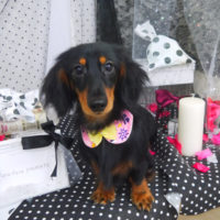 【山手店】2020年8月7日のワンちゃん達♪