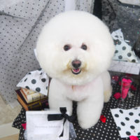 【山手店】2020年8月8日のワンちゃん達♪