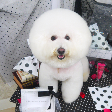 【山手店】2020年8月8日のワンちゃん達♪