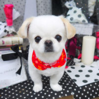 【山手店】2020年8月9日のワンちゃん達♪