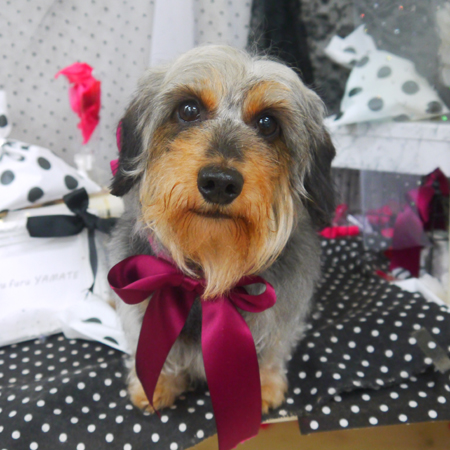 【山手店】2020年8月10日のワンちゃん達♪