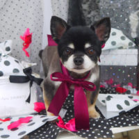 【山手店】2020年8月14日のワンちゃん達♪