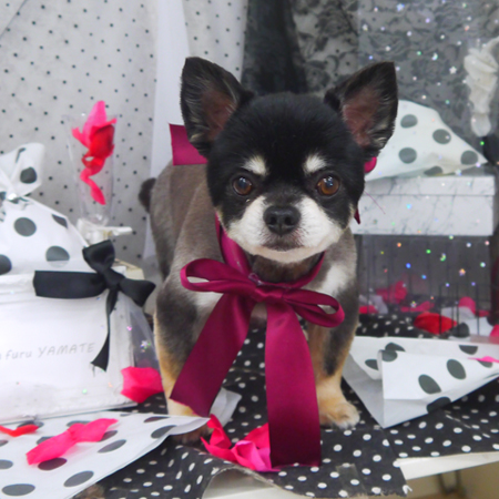 【山手店】2020年8月14日のワンちゃん達♪