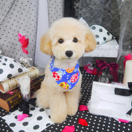 【山手店】2020年8月15日のワンちゃん達♪