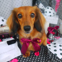 【山手店】2020年8月16日のワンちゃん達♪