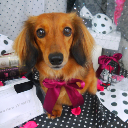 【山手店】2020年8月16日のワンちゃん達♪