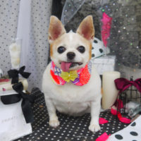 【山手店】2020年8月17日のワンちゃん達♪