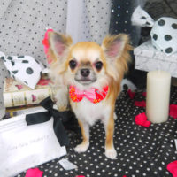 【山手店】2020年8月20日のワンちゃん達♪