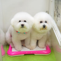 【山手店】2020年8月22日のワンちゃん達♪