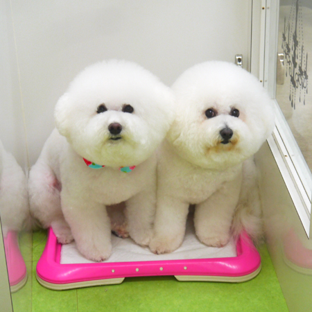 【山手店】2020年8月22日のワンちゃん達♪