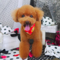 【山手店】2020年8月23日のワンちゃん達♪