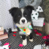 【山手店】2020年08月24日のワンちゃん達♪