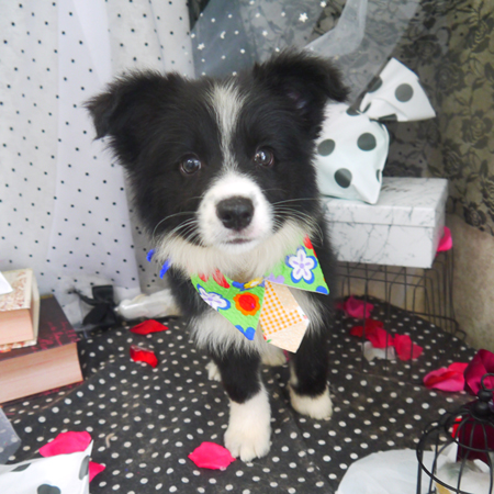 【山手店】2020年08月24日のワンちゃん達♪