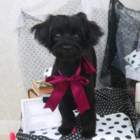 【山手店】2020年8月26日のワンちゃん達♪