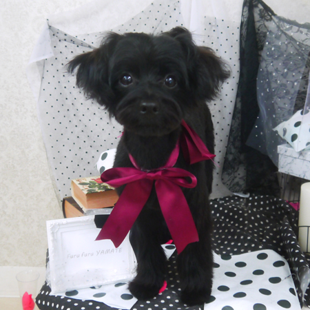 【山手店】2020年8月26日のワンちゃん達♪